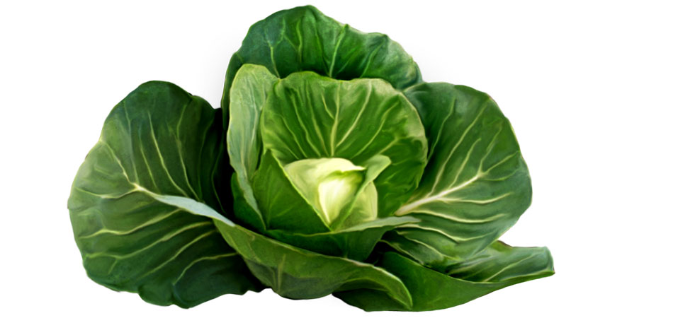 Cabbage |