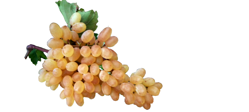 Sultanas üzüm ve bursa siyah incir mertpa tarımda